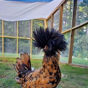 Meet your Posher, Suzanne